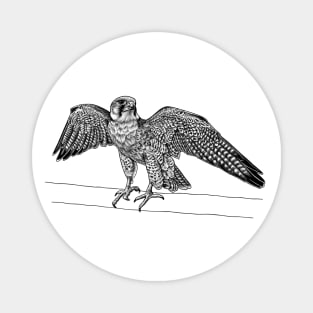 Lanner falcon bird of prey ink illustration Magnet